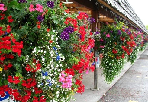 hanging baskets